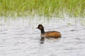 Black-necked grebe on lake on a cloudy day Royalty Free Stock Photo