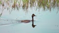 Black-necked grebe Royalty Free Stock Photo