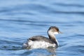 Black necked grebe Podiceps nigricollis