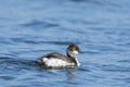 Black necked grebe Podiceps nigricollis