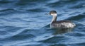 Black necked grebe Podiceps nigricollis