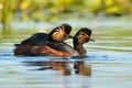 Black-necked grebe Podiceps nigricollis Royalty Free Stock Photo