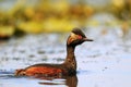 Black-necked grebe (Podiceps nigricollis)