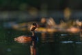 Black-necked Grebe or Podiceps nigricollis, podicipediform bird of the family Podicipedidae. Royalty Free Stock Photo