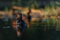 Black-necked Grebe or Podiceps nigricollis, podicipediform bird of the family Podicipedidae. Royalty Free Stock Photo