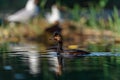 Black-necked Grebe or Podiceps nigricollis, podicipediform bird of the family Podicipedidae. Royalty Free Stock Photo