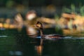 Black-necked Grebe or Podiceps nigricollis, podicipediform bird of the family Podicipedidae. Royalty Free Stock Photo