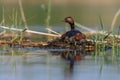 Black-necked Grebe or Podiceps nigricollis, podicipediform bird of the family Podicipedidae Royalty Free Stock Photo