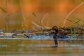 Black-necked Grebe or Podiceps nigricollis, podicipediform bird of the family Podicipedidae. Royalty Free Stock Photo