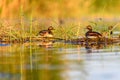 Black-necked Grebe or Podiceps nigricollis, podicipediform bird of the family Podicipedidae. Royalty Free Stock Photo