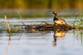 Black-necked Grebe or Podiceps nigricollis, podicipediform bird of the family Podicipedidae. Royalty Free Stock Photo