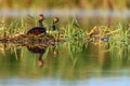 Black-necked Grebe or Podiceps nigricollis, podicipediform bird of the family Podicipedidae. Royalty Free Stock Photo