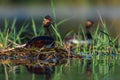 Black-necked Grebe or Podiceps nigricollis, podicipediform bird of the family Podicipedidae. Royalty Free Stock Photo