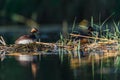 Black-necked Grebe or Podiceps nigricollis, podicipediform bird of the family Podicipedidae. Royalty Free Stock Photo