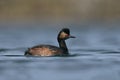 Black-necked grebe, Podiceps nigricollis Royalty Free Stock Photo