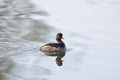 Black-necked grebe, Podiceps nigricollis, Royalty Free Stock Photo