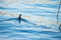 Black-necked grebe, Podiceps nigricollis, swimming next to a boat and creating bow waves Royalty Free Stock Photo