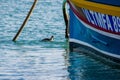 Black-necked grebe, Podiceps nigricollis, swimming next to a colourful Maltese fishing boat. Royalty Free Stock Photo