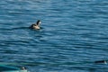 Black-necked grebe, Podiceps nigricollis, swimming in the sea and creating small bow waves in Malta. Royalty Free Stock Photo