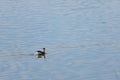 Black-necked Grebe (Podiceps nigricollis) with winter plumage swimming in lagoon of El Hondo natural park Royalty Free Stock Photo