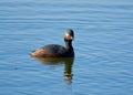 Black-necked Grebe in the pond Royalty Free Stock Photo