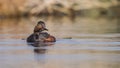 Black-necked Grebe on Pond Royalty Free Stock Photo