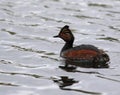 Black necked grebe swimming on a lake Royalty Free Stock Photo