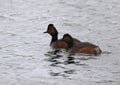 Black necked grebe swimming on a lake Royalty Free Stock Photo