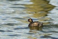 Black-necked Grebe swimming in lake Royalty Free Stock Photo
