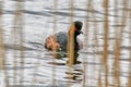 Black necked grebe swimming in the reeds Royalty Free Stock Photo