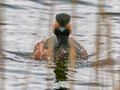 Black necked grebe swimming in the reeds Royalty Free Stock Photo