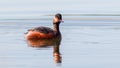 black-necked grebe swims on a blue lake Royalty Free Stock Photo