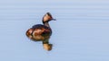 Black-necked Grebe swims on a lake in spring Royalty Free Stock Photo
