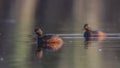 Black-necked Grebes in Breeding Form on Lake