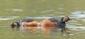 Black-necked Grebes