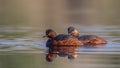 Black-necked Grebe with Reflection Royalty Free Stock Photo