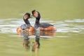 Black-necked Grebes (Podiceps nigricollis) Royalty Free Stock Photo