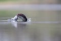 Black-necked grebes Podiceps nigricollis diving in a pond in a city in the Netherlands. Swimming alone with warm background colo Royalty Free Stock Photo