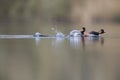 Black-necked grebes Podiceps nigricollis fighting an showing there territory in a pond in a city in the Netherlands. Royalty Free Stock Photo