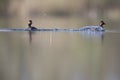 Black-necked grebes Podiceps nigricollis fighting an showing there territory in a pond in a city in the Netherlands. Royalty Free Stock Photo