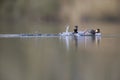 Black-necked grebes Podiceps nigricollis fighting an showing there territory in a pond in a city in the Netherlands. Royalty Free Stock Photo