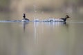 Black-necked grebes Podiceps nigricollis fighting an showing there territory in a pond in a city in the Netherlands. Royalty Free Stock Photo