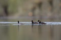 Black-necked grebes Podiceps nigricollis fighting an showing there territory in a pond in a city in the Netherlands. Royalty Free Stock Photo