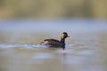 Black-necked grebes swimming in a pond in a city in the Netherlands. Royalty Free Stock Photo
