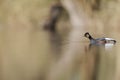 Black-necked grebes Podiceps nigricollis swimming and stretching in a pond in a city in the Netherlands. Royalty Free Stock Photo