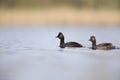 Black-necked grebes swimming in a pond in a city in the Netherlands. Royalty Free Stock Photo