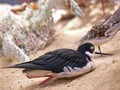 Black-Necked Stilt Royalty Free Stock Photo