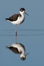 Black-Necked Stilt Royalty Free Stock Photo