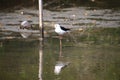 Black Necked Stilt bird in mangrove forest,Black Necked Stilt bird hunting for food