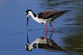 Black-necked Stilt bird Royalty Free Stock Photo